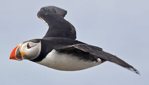 Atlantic Puffin