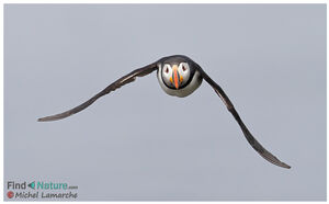 Atlantic Puffin