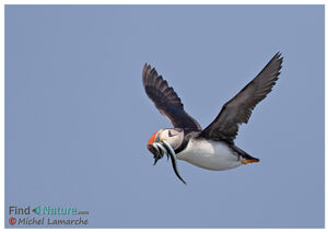Atlantic Puffin