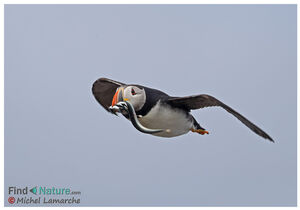 Atlantic Puffin