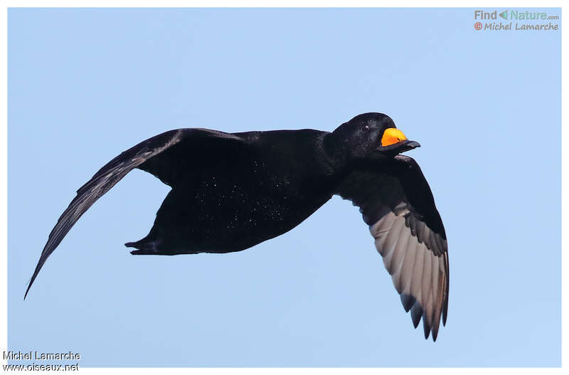 Black Scoter male adult, Flight