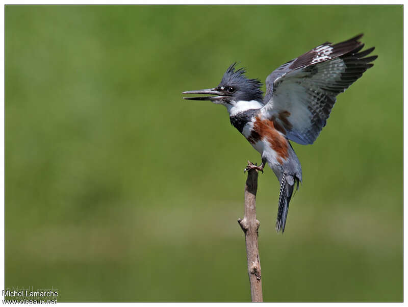 Belted Kingfisher female adult, aspect