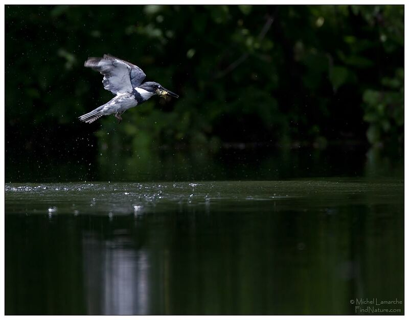 Belted Kingfisher, Flight