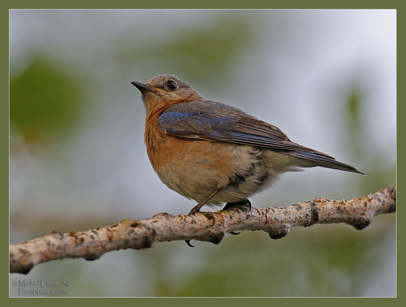 Eastern Bluebird female adult