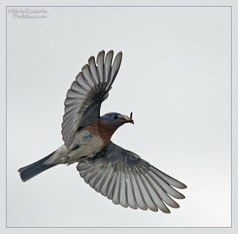 Eastern Bluebird male adult