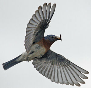 Eastern Bluebird
