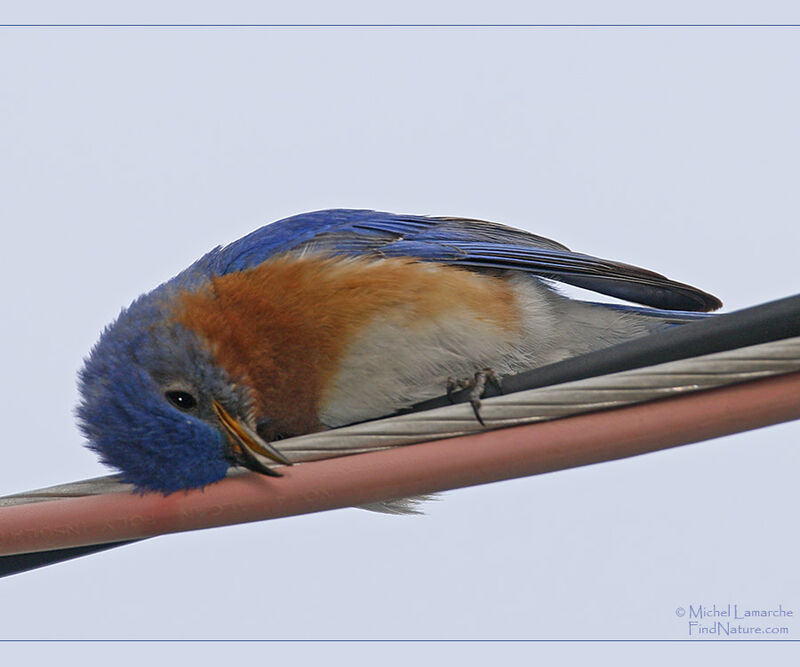Eastern Bluebird male adult breeding
