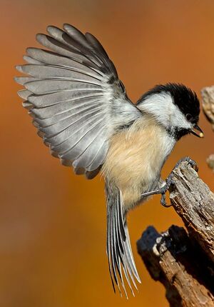 Mésange à tête noire