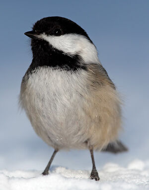Mésange à tête noire