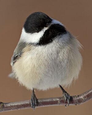 Mésange à tête noire