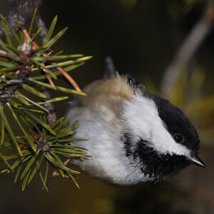 Mésange à tête noire