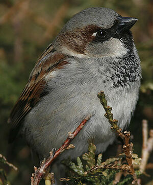 Moineau domestique