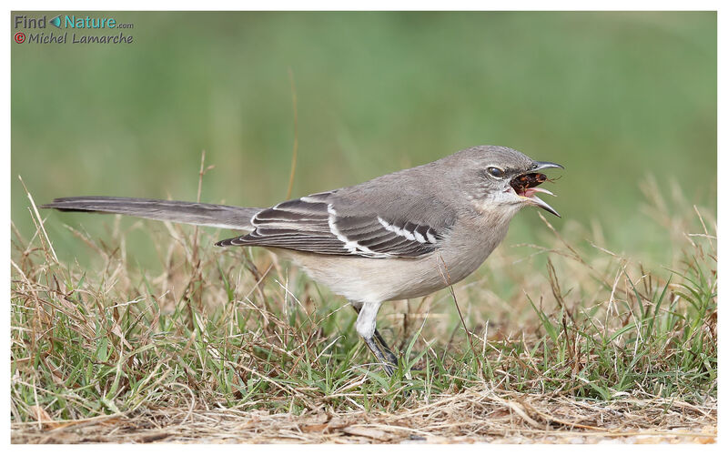Northern Mockingbird, eats