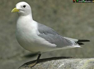 Mouette tridactyle