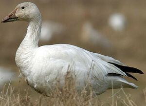 Snow Goose