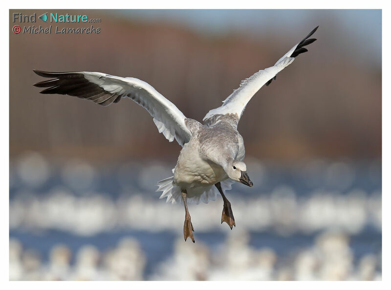 Snow Goosejuvenile, Flight