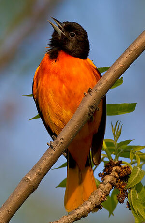 Oriole du Nord