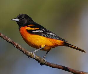Oriole du Nord
