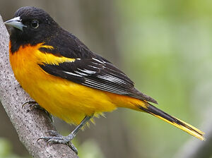 Oriole du Nord