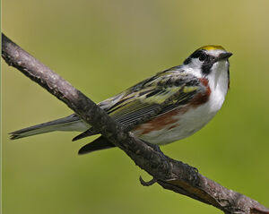 Paruline � flancs marron