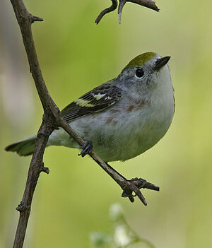 Paruline � flancs marron