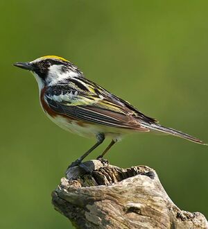 Paruline � flancs marron