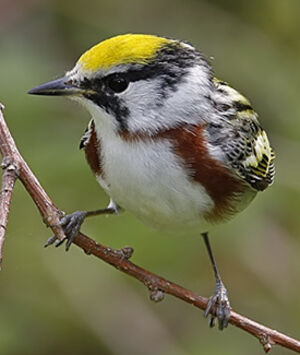 Paruline � flancs marron