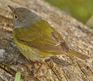 Paruline � joues grises
