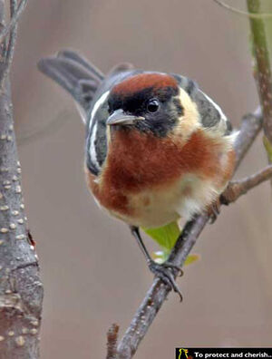 Bay-breasted Warbler