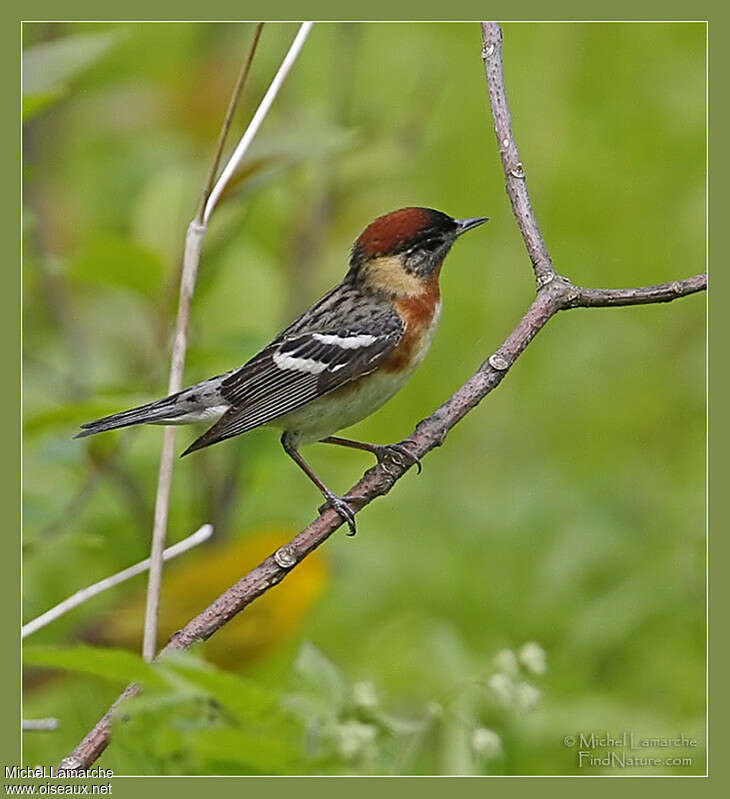 Bay-breasted Warbler male adult breeding, identification