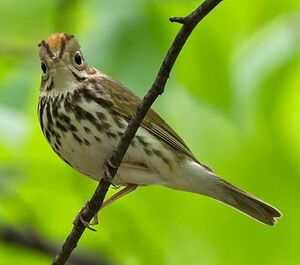 Paruline couronn�e