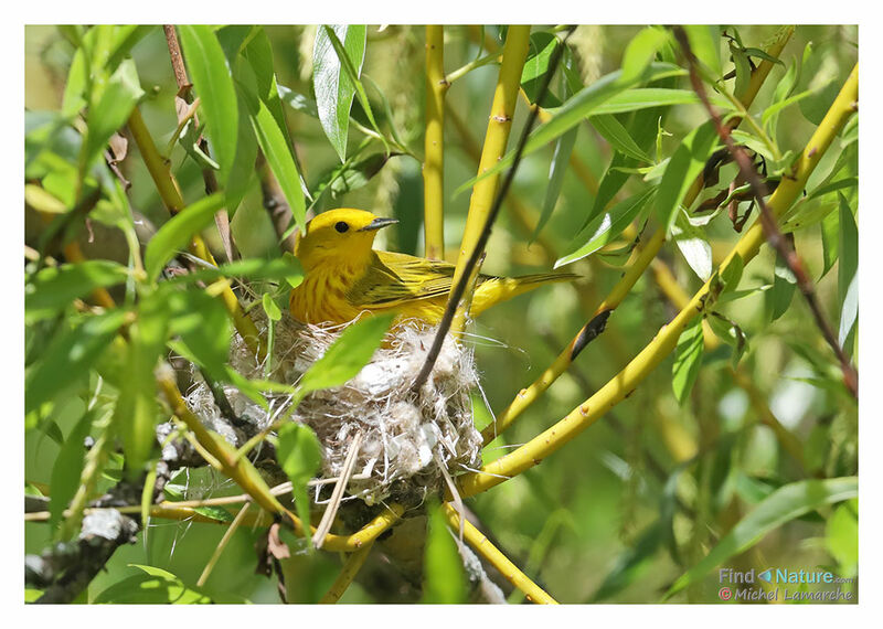 Mangrove Warbler male adult breeding, Reproduction-nesting