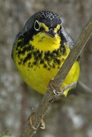 Canada Warbler