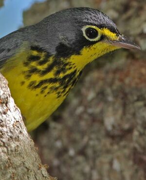 Canada Warbler