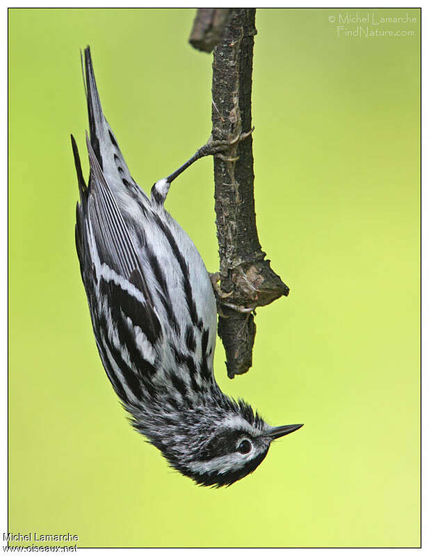 Black-and-white Warbler male adult, Behaviour