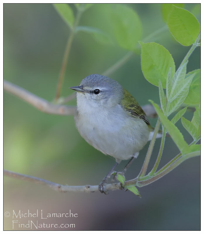 Tennessee Warbler male