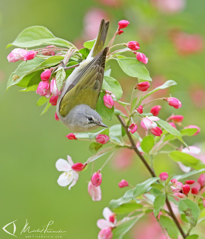 Tennessee Warbler male adult