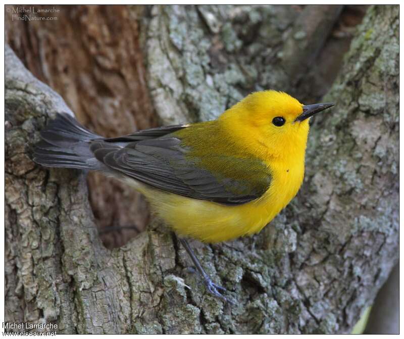 Prothonotary Warbler male adult breeding, identification
