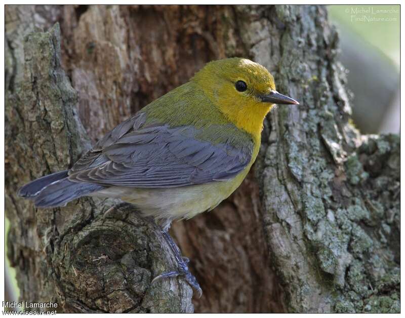 Prothonotary Warbler female adult breeding, identification