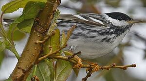 Paruline rayée