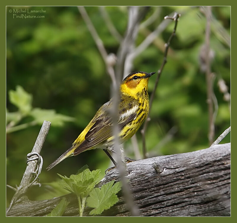 Cape May Warbler male adult breeding