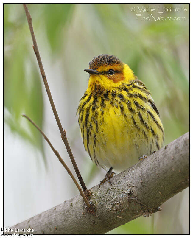 Cape May Warbler male adult, close-up portrait