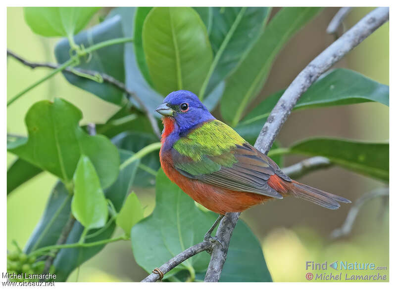 Painted Bunting male, identification