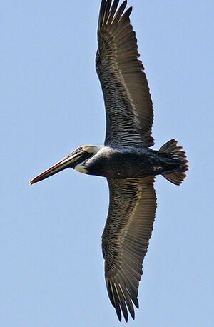Brown Pelican