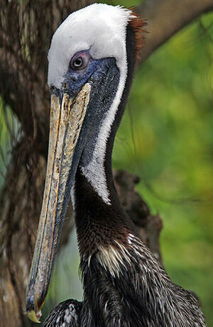 Brown Pelican