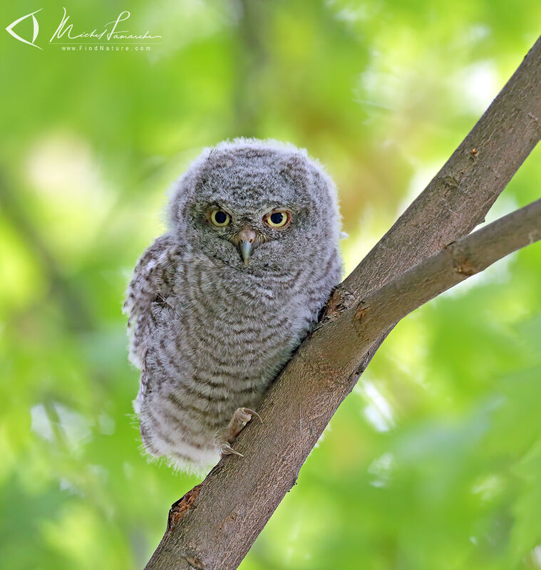 Eastern Screech Owljuvenile
