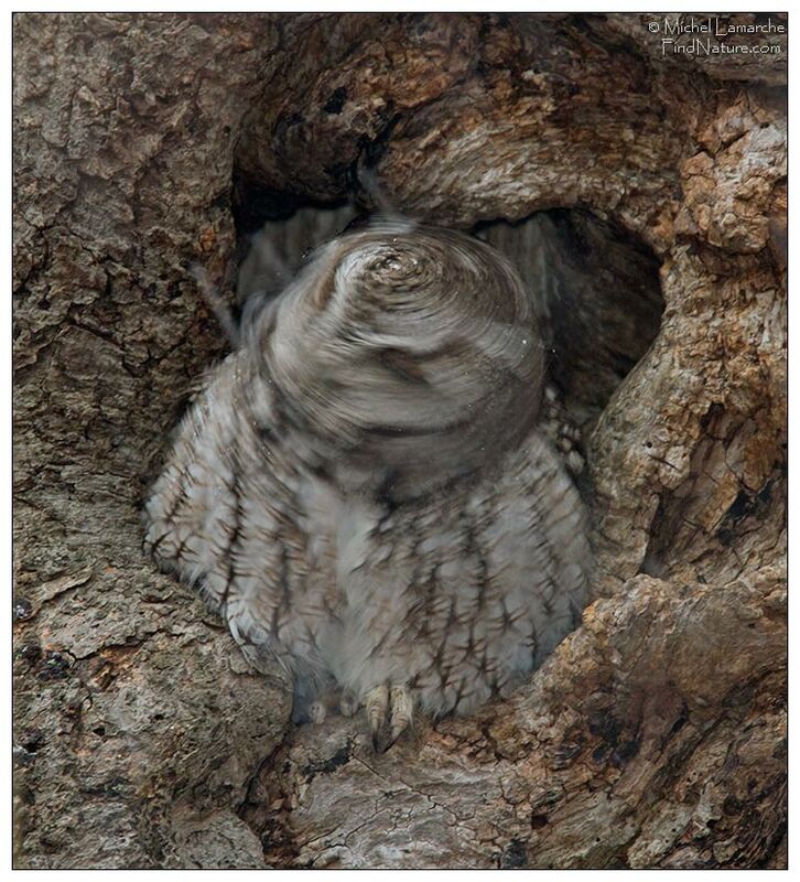 Eastern Screech Owl, Behaviour
