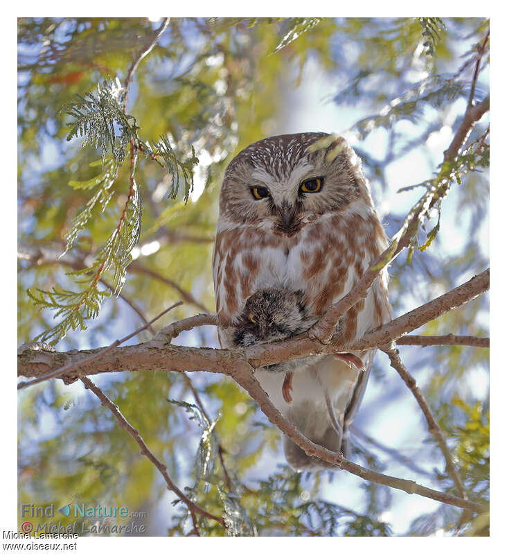 Northern Saw-whet Owl, feeding habits