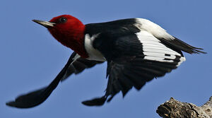 Pic � t�te rouge