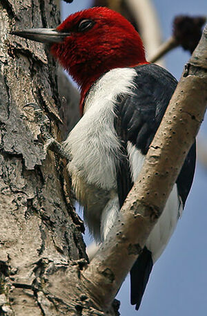 Pic � t�te rouge